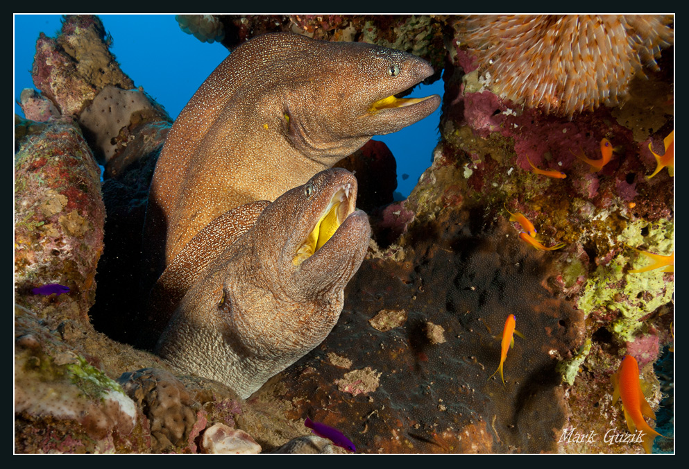 photo "Familiarity" tags: underwater, 