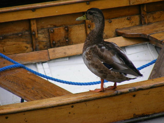 photo "Boat" tags: nature, 