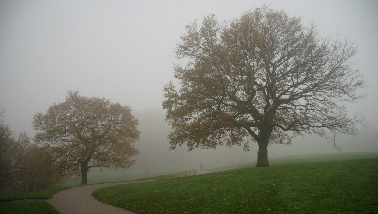 фото "Туманным утром в парке..." метки: природа, пейзаж, 