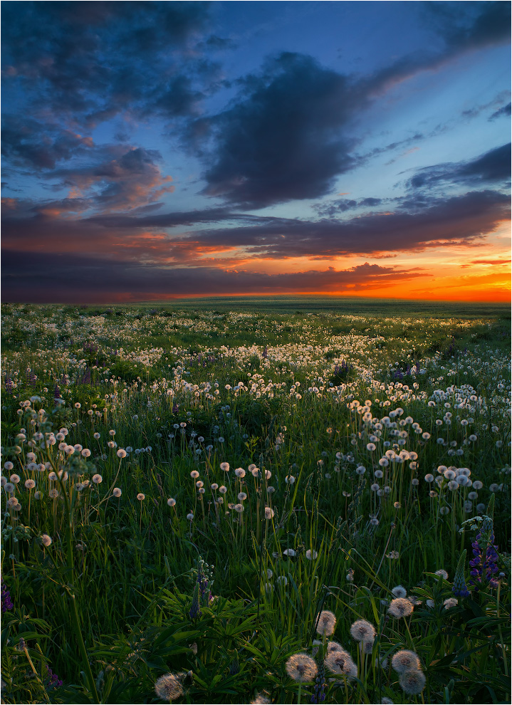 photo "***" tags: landscape, nature, evening, summer, одуванчики