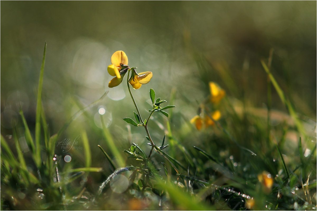 photo "***" tags: macro and close-up, nature, fragment, 