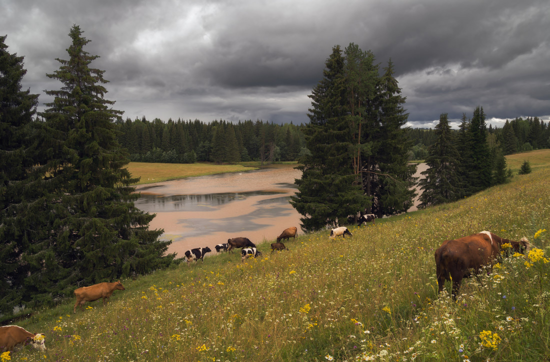 photo "***" tags: landscape, clouds, flowers, forest, grass, lake, summer, коровы, склон