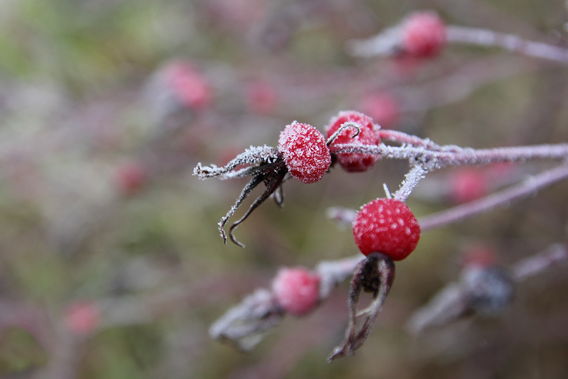 photo "***" tags: nature, autumn, flowers, Подмосковье