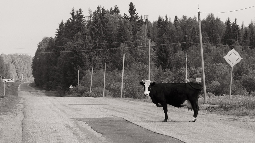 photo "Main on the road" tags: humor, travel, black&white, road, босс, забавно, корова, приоритет