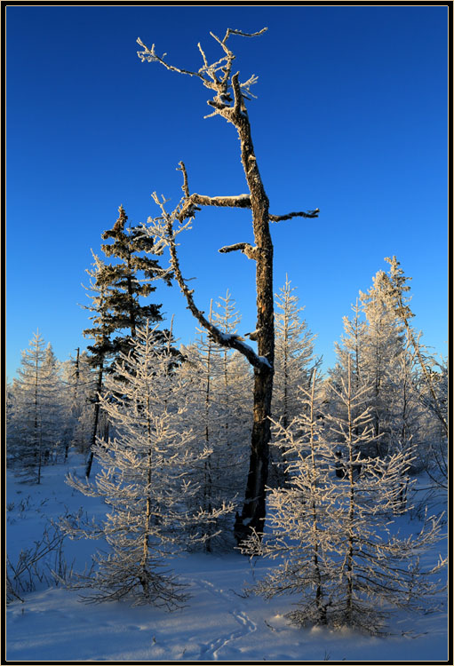 фото "Ноябрь в Приполярье" метки: пейзаж, зима, мороз, тайга