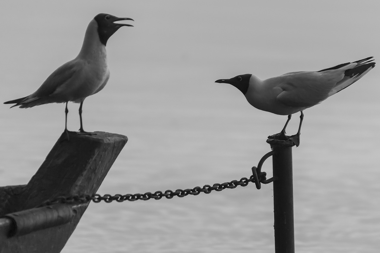 photo "***" tags: black&white, nature, bw, двое, дискуссия, спор, чайки