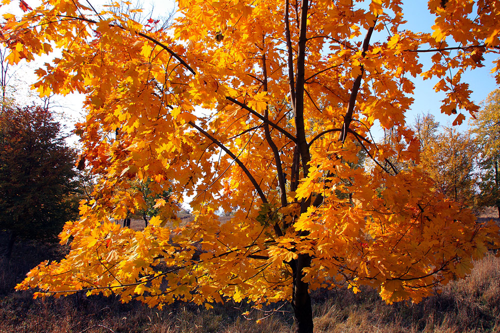 фото "Last show" метки: пейзаж, forest, leaves, trees, осень