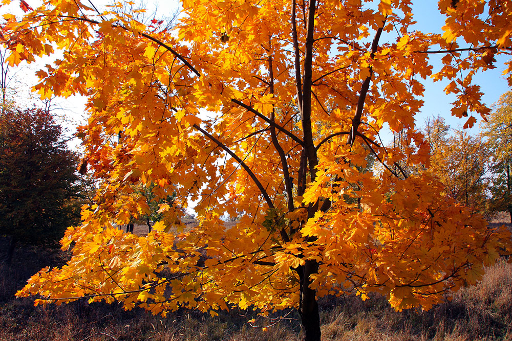 photo "Last show" tags: landscape, autumn, forest, leaves, trees