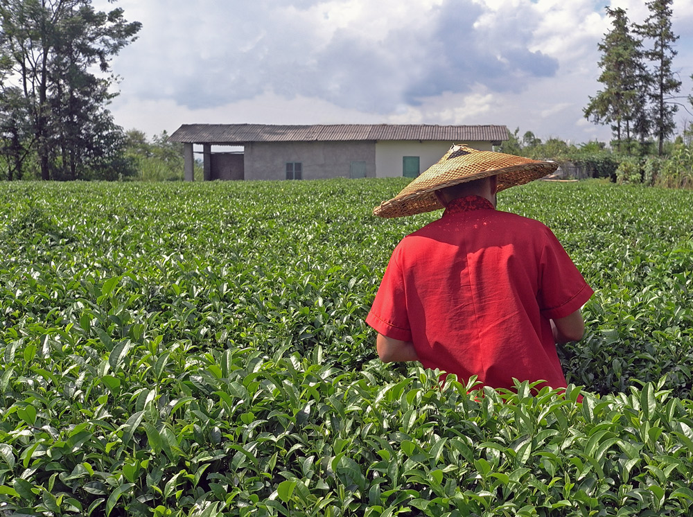 photo "Tea cropping" tags: travel, genre, 