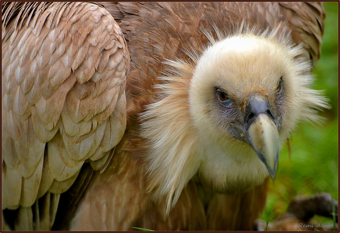фото "***" метки: природа, репортаж, 