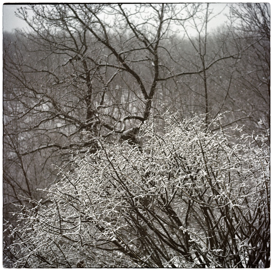 photo "***" tags: nature, 120, 6x6, TLR, Yashica Mat Em