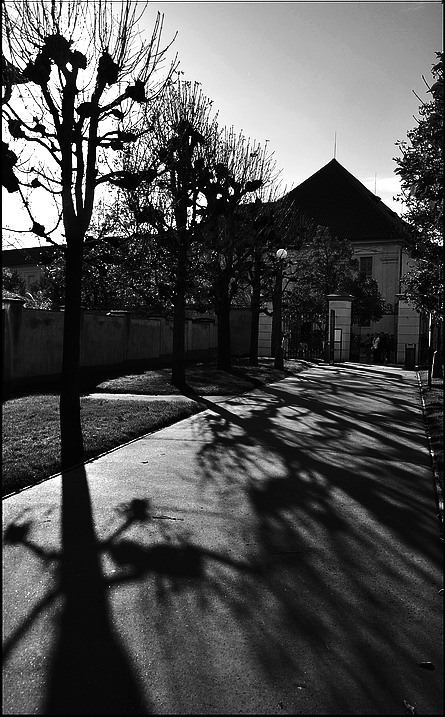 фото "Деревья и тени" метки: черно-белые, Prag, Praha, Прага