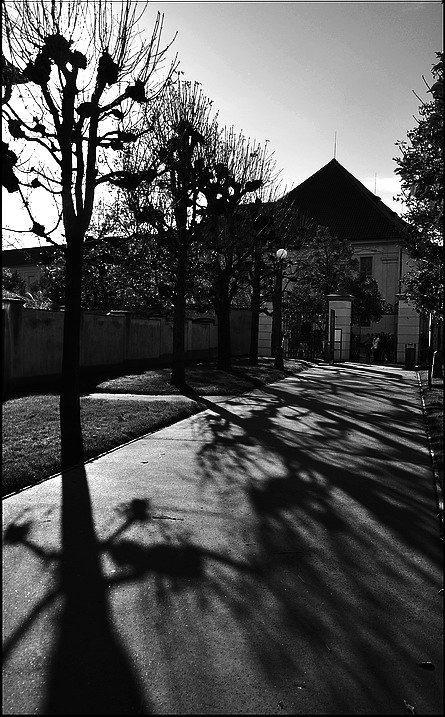 photo "Деревья и тени" tags: black&white, Prag, Prague, Praha