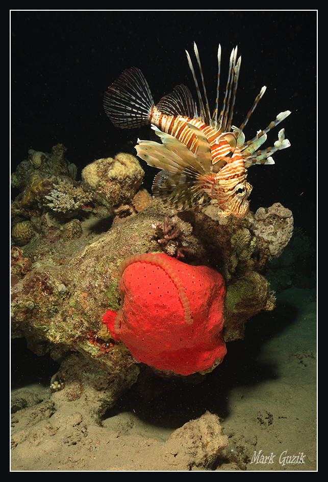 photo "Night meetings 1" tags: underwater, 