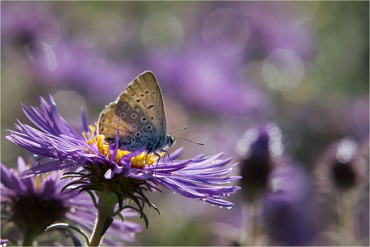 photo "***" tags: macro and close-up, nature, fragment, 