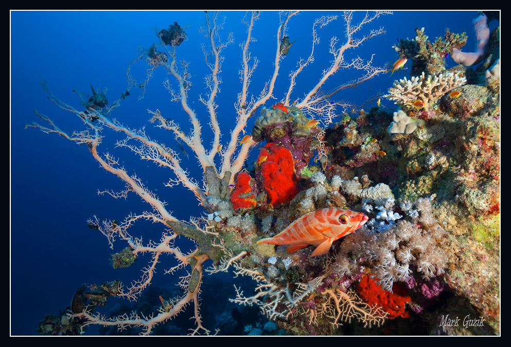 photo "King Bed" tags: underwater, 