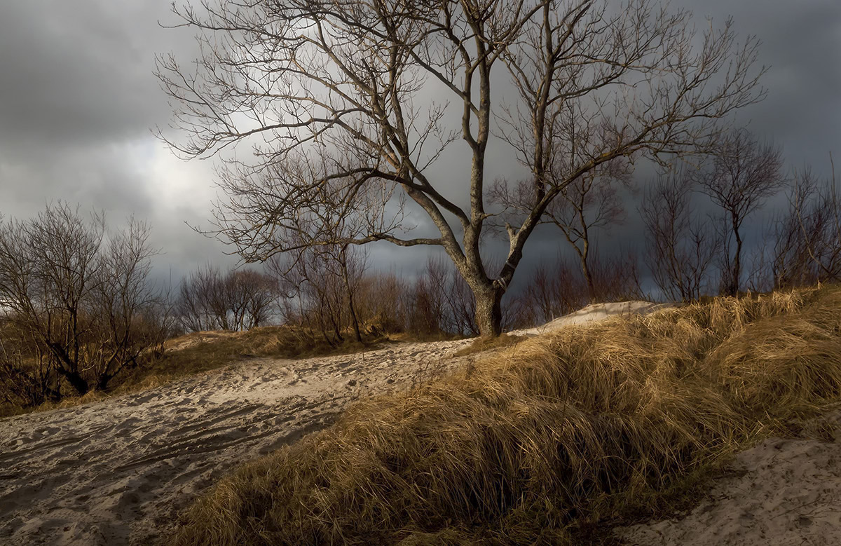 фото "из жизни дюн" метки: пейзаж, Балтика, дюны