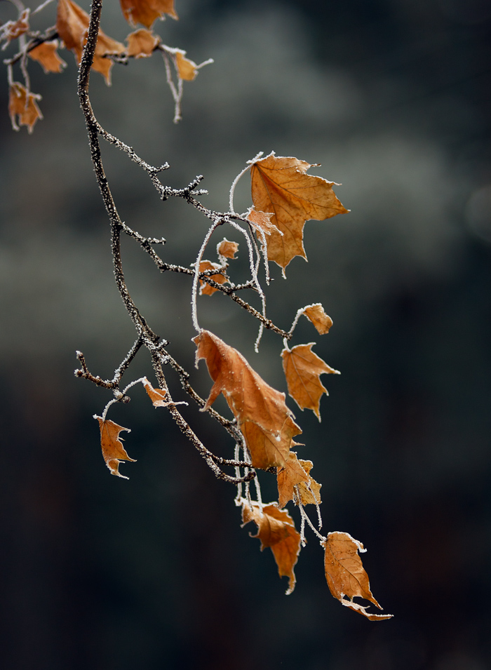 photo "***" tags: , 
