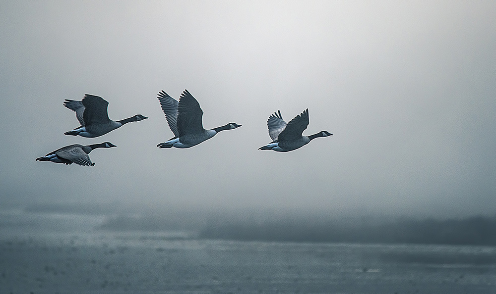 photo "Dawn patrol" tags: nature, 