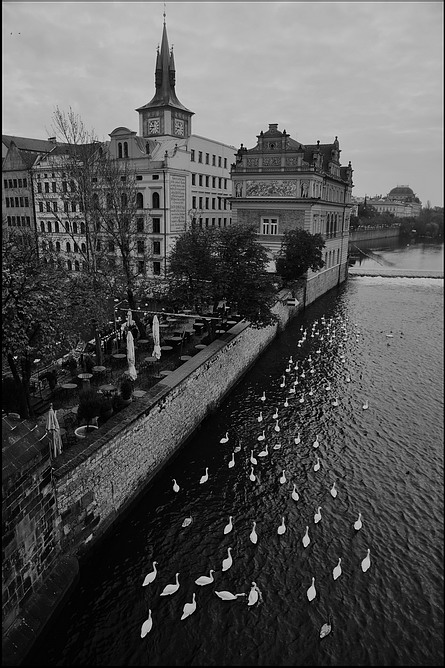 photo "Башня, дома и лебеди" tags: black&white, Prag, Prague, Praha
