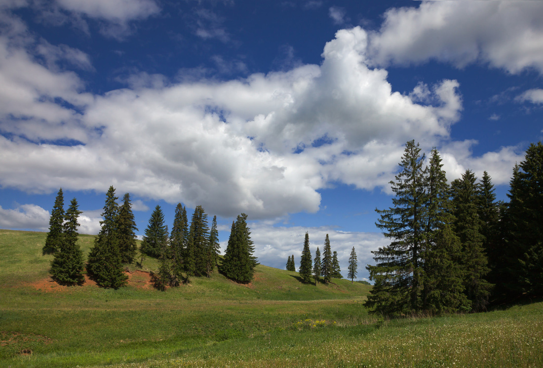 photo "***" tags: landscape, clouds, grass, sky, summer, елки, зелень, склоны