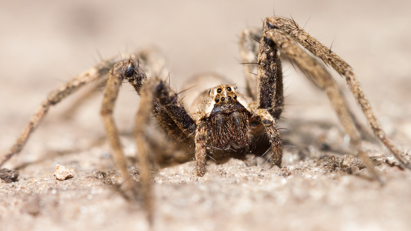 photo "***" tags: macro and close-up, 