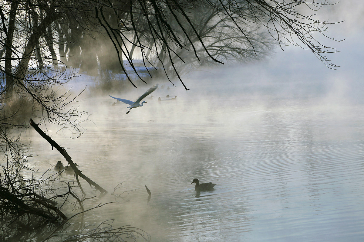 photo "***" tags: landscape, fog, water, wild animals