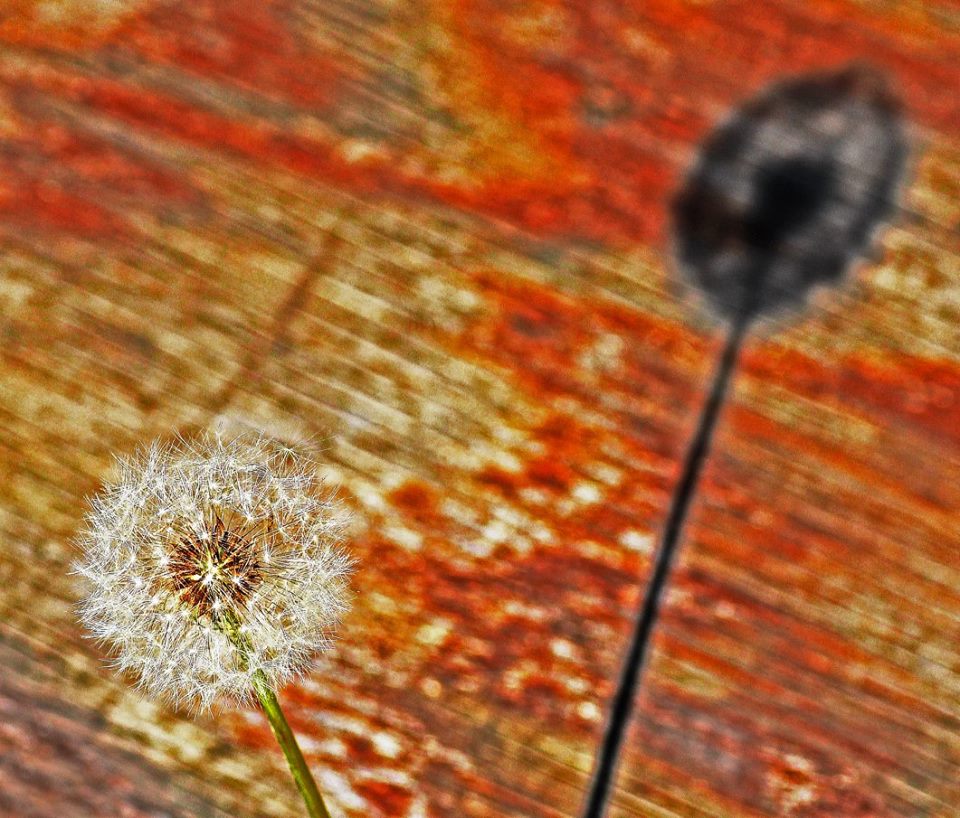 photo "***" tags: nature, macro and close-up, abstract, 