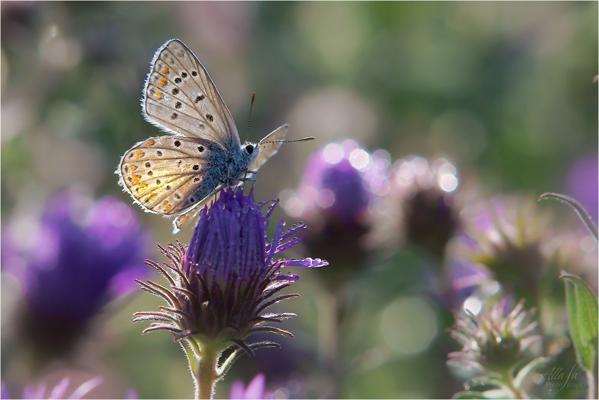 photo "***" tags: nature, macro and close-up, fragment, 