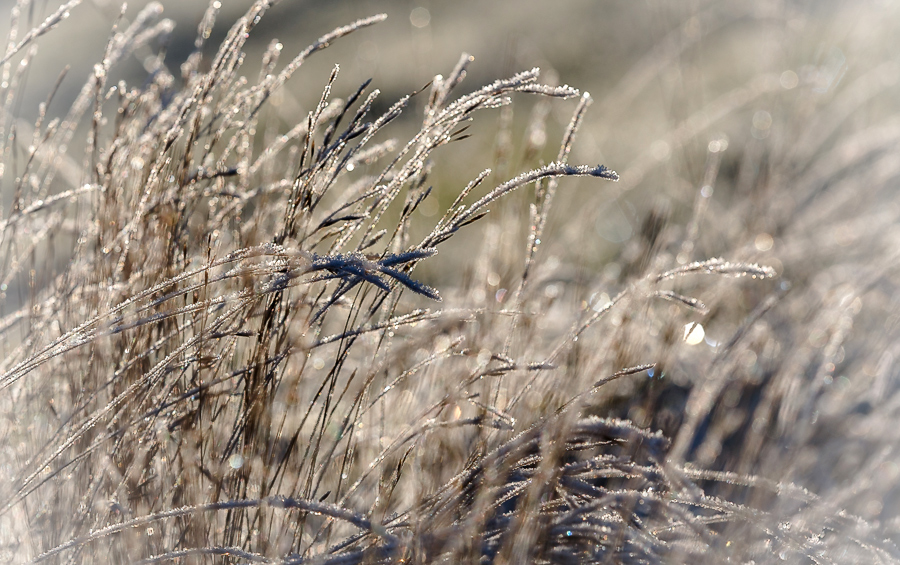 photo "***" tags: macro and close-up, nature, autumn, hoarfrost, light, sun, травы