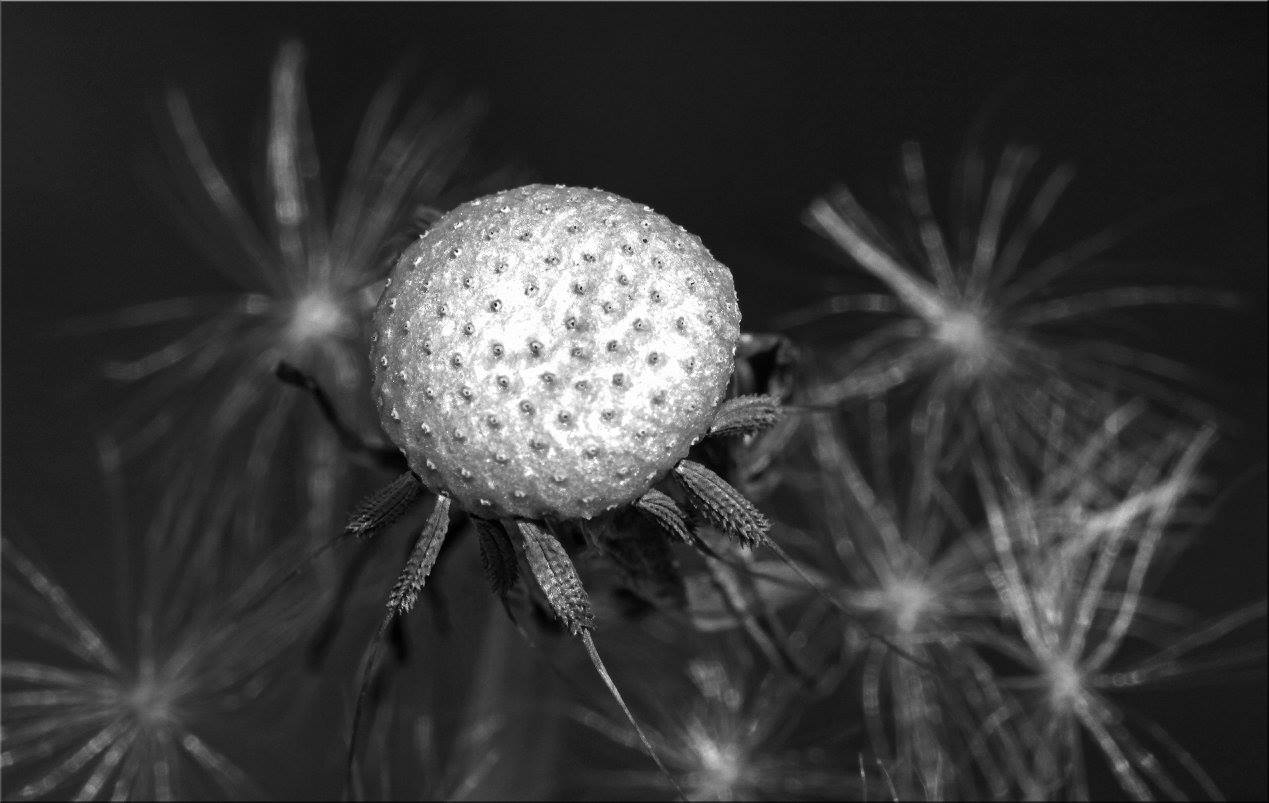 photo "***" tags: nature, macro and close-up, black&white, 