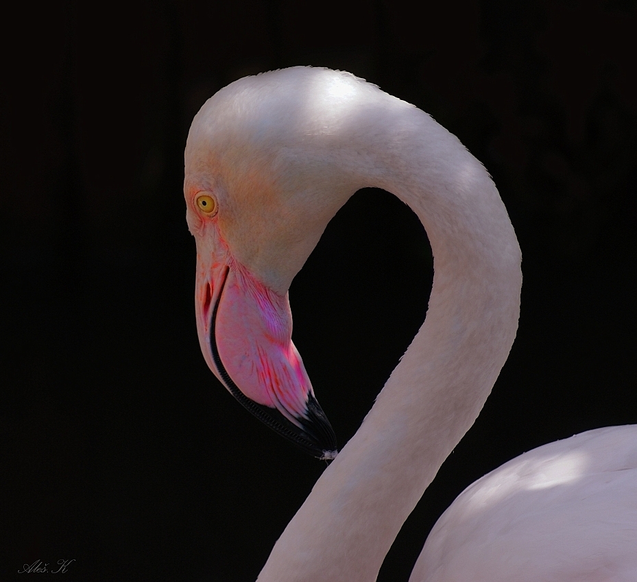 photo "pink" tags: nature, portrait, 