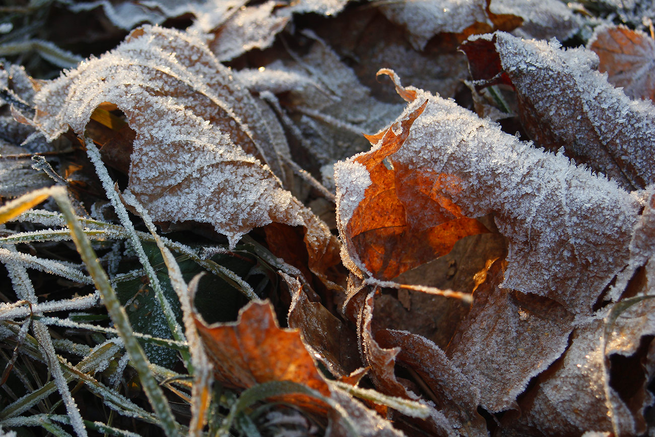 photo "***" tags: nature, fragment, autumn, hoarfrost, leaf, холод