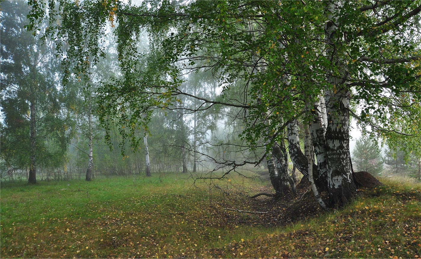 photo "***" tags: landscape, nature, birches, fog, forest
