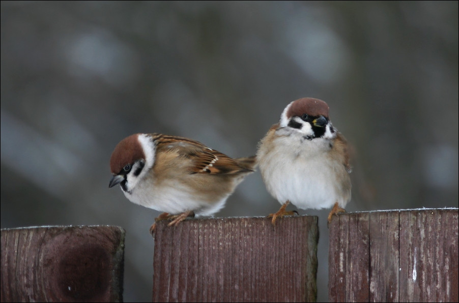 photo "Move over!" tags: nature, 