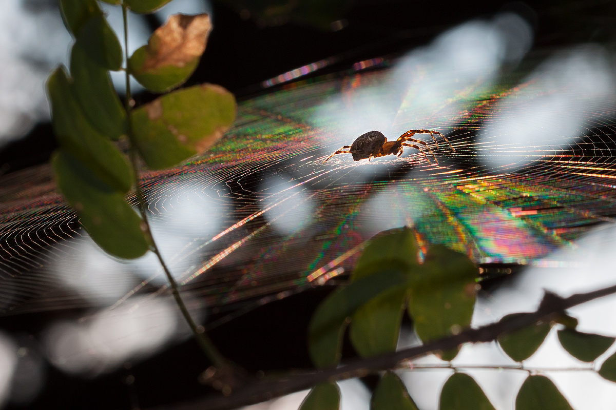 фото "Паучьи тропы." метки: макро и крупный план, природа, паук, паутина, солнце