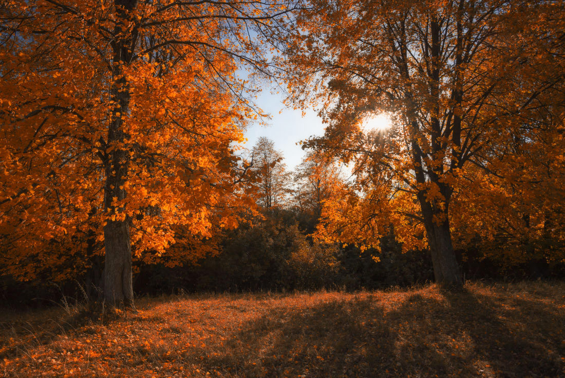 фото "Сквозь осенние листья" метки: пейзаж, деревья, листья, лучи, осень, солнце