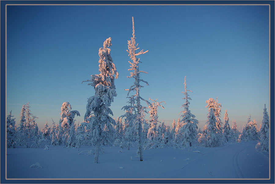 photo "***" tags: landscape, taiga, Якутия, мороз