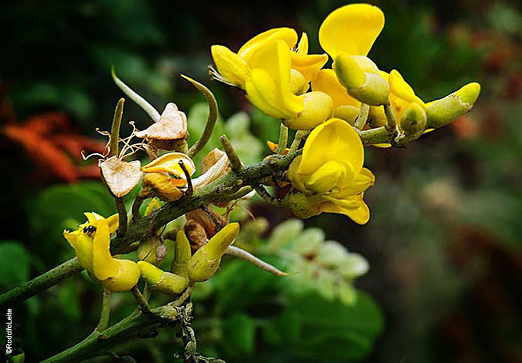 фото "Yellow flower" метки: природа, 