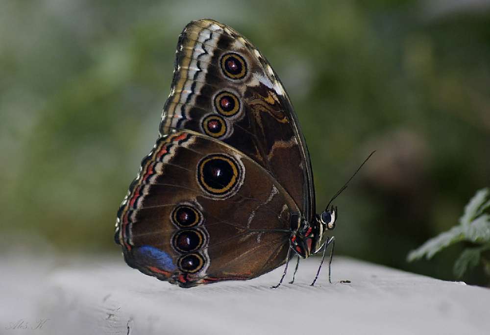 фото "***" метки: природа, 