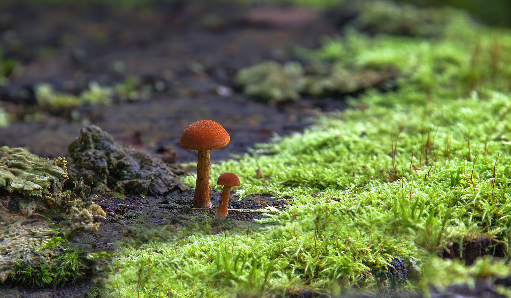 photo "***" tags: macro and close-up, nature, 