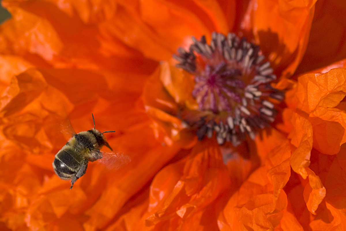 photo "***" tags: macro and close-up, 