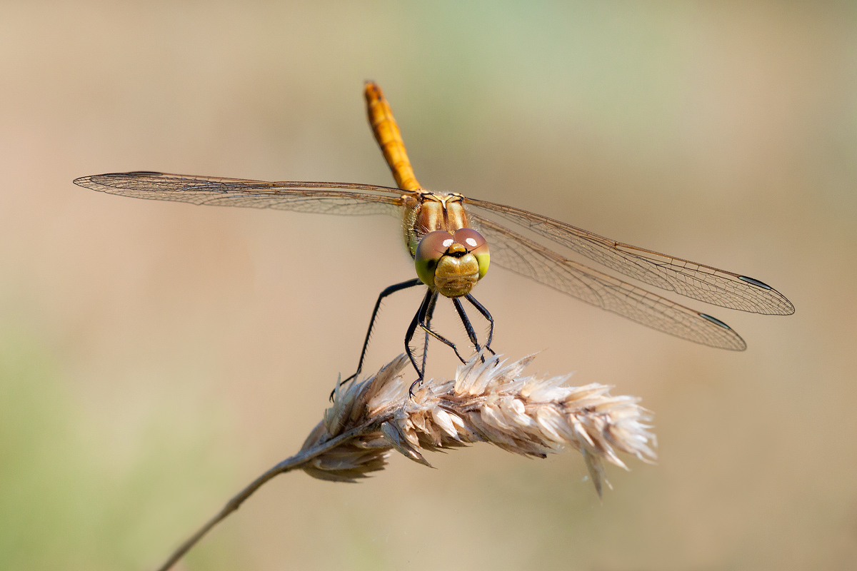 photo "***" tags: macro and close-up, grass, summer, стрекоза