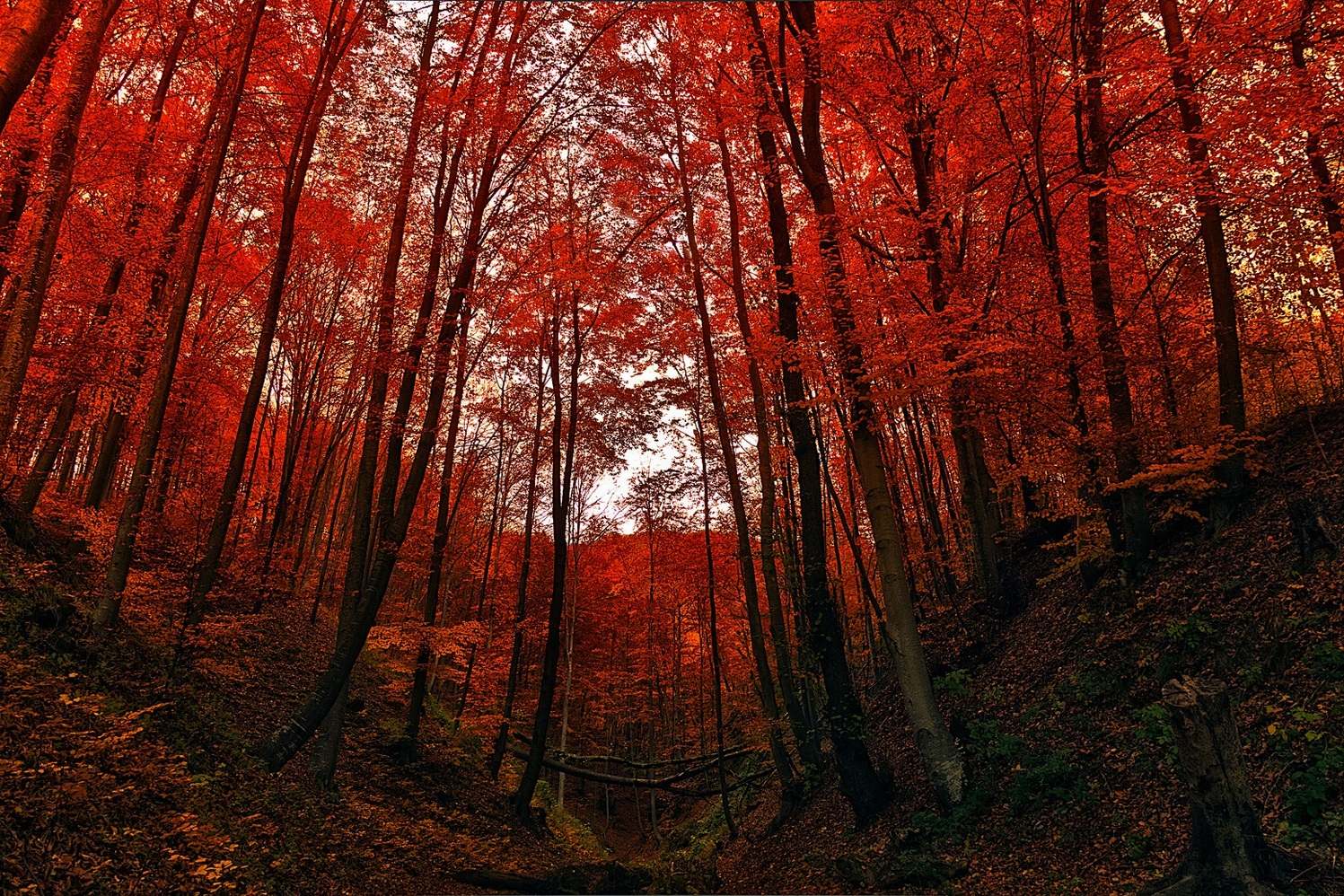 photo "Red forest" tags: landscape, nature, 