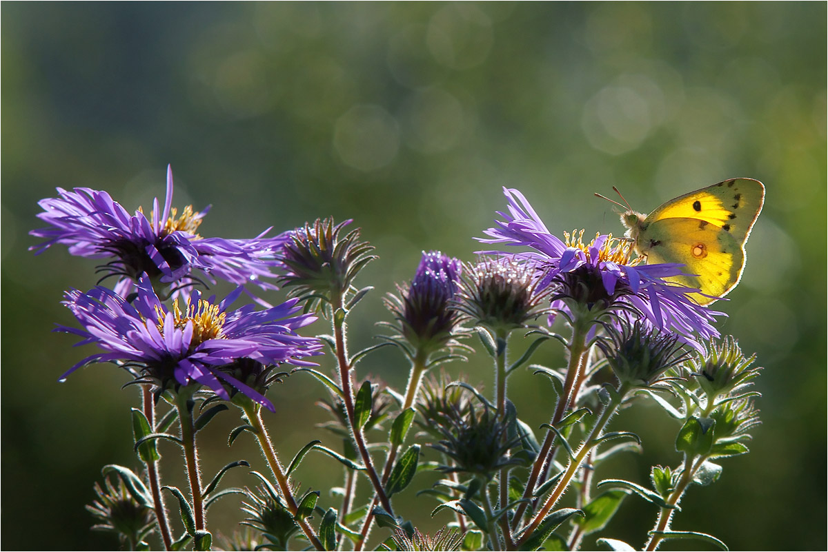 photo "***" tags: macro and close-up, nature, fragment, 