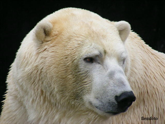 фото "Polar bear" метки: природа, 