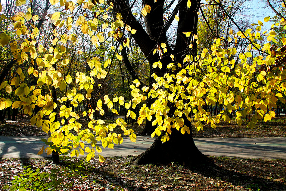 фото "Golden leaves" метки: пейзаж, park, trees, yellow, осень