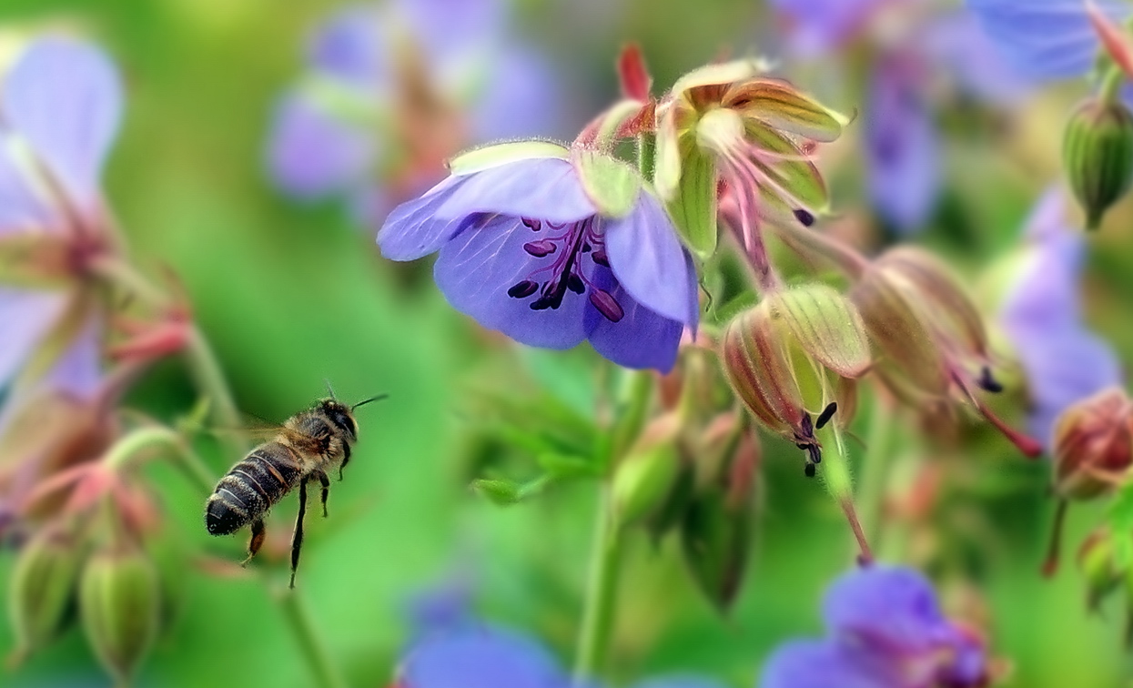 photo "***" tags: nature, macro and close-up, 