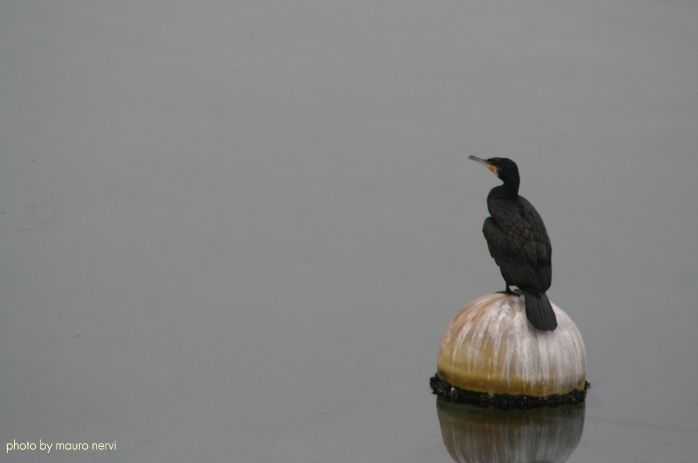 photo "cormorant" tags: nature, 