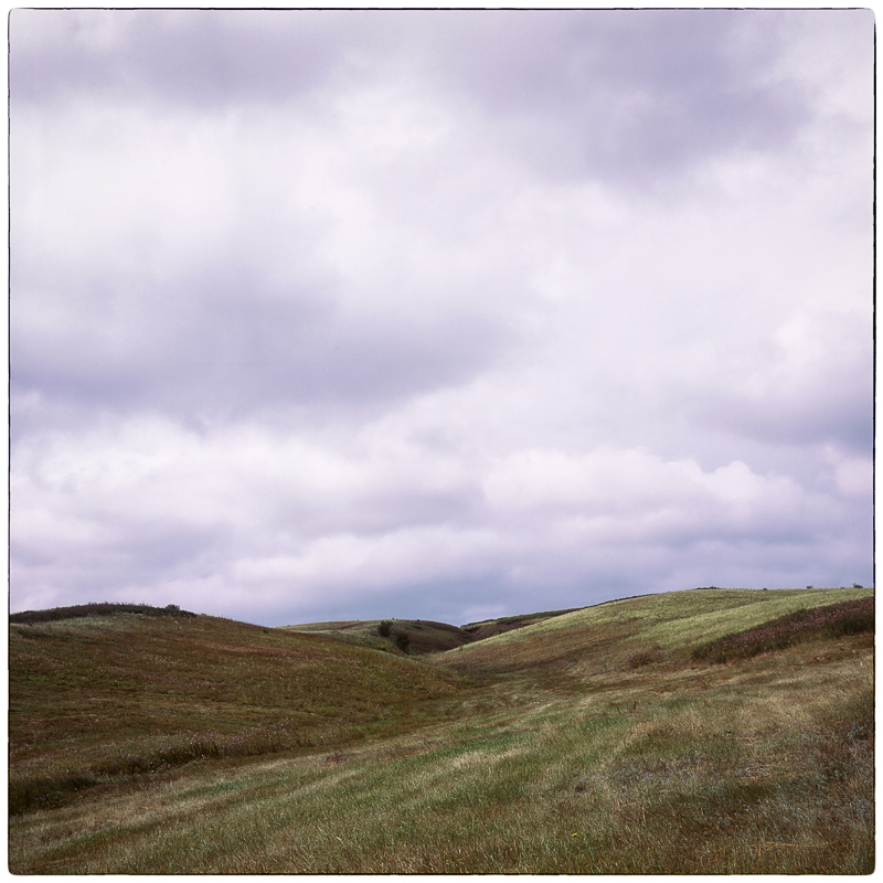 photo "Meadow late August. Yashica Mat Em" tags: landscape, nature, 120, 6x6, FUJICHROME Provia 100 F, TLR, Yashica Mat Em